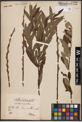 Salix aurita L. x Salix viminalis L.